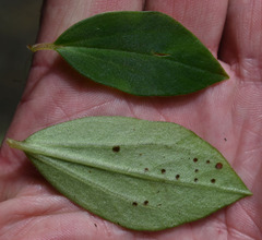 Peperomia leptostachya