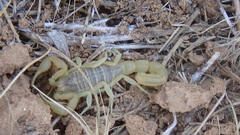 Mesobuthus phillipsi