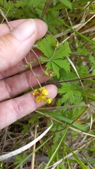 Potentilla heptaphylla