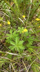 Potentilla heptaphylla