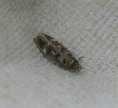 Bryotropha domestica