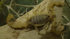 Mesobuthus phillipsi