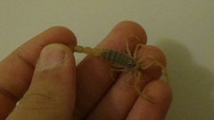 Mesobuthus phillipsi