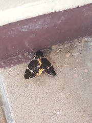 Arctia flavia
