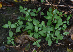 Ruellia prostrata