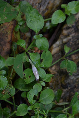 Ruellia prostrata