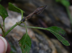 Ruellia prostrata