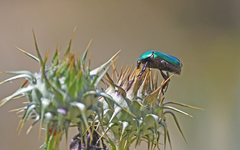 Protaetia cuprea cuprea