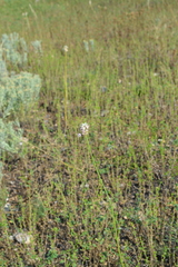 Allium lineare