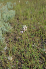 Allium lineare