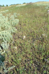 Allium lineare