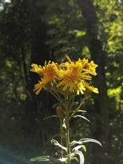 Hieracium umbellatum
