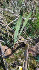Watsonia strictiflora