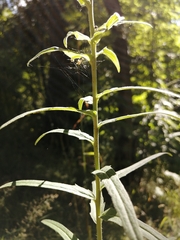 Hieracium umbellatum