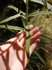 Hieracium umbellatum
