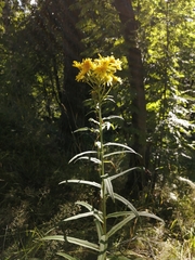 Hieracium umbellatum