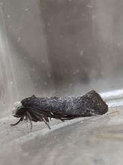 Swammerdamia pyrella