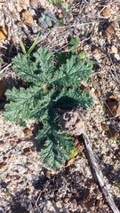 Pelargonium radulifolium