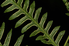 Pteris dentata