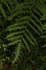 Pteris dentata