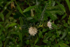 Carduus silvarum