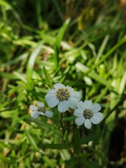 Achillea ptarmica