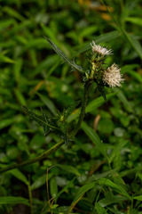 Carduus silvarum