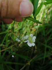 Achillea ptarmica