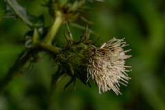 Carduus silvarum