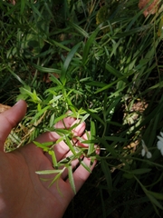 Achillea ptarmica