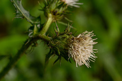Carduus silvarum