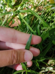 Achillea ptarmica