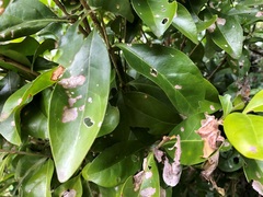 Cyclophyllum coprosmoides