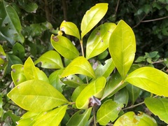 Cyclophyllum coprosmoides