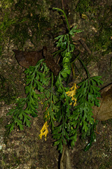 Asplenium rutifolium