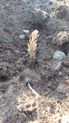 Leucadendron stellare