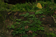 Cardamine africana