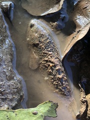 Anabas testudineus