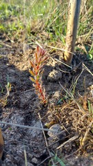 Leucadendron stellare