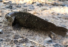 Anabas testudineus