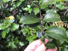 Loeseneriella barbata