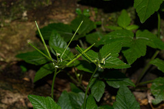 Cardamine africana