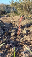Leucadendron stellare