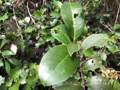 Loeseneriella barbata