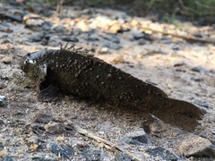 Anabas testudineus