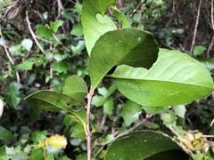 Loeseneriella barbata