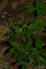 Cardamine africana