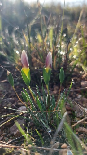 Geissorhiza setacea