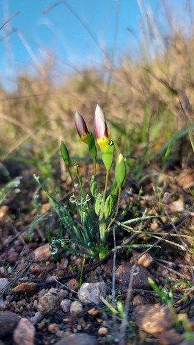 Geissorhiza setacea