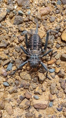 Hetrodes pupus
